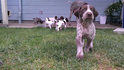 Adopt doberman pinscher dogs in oregon. Week 4 - Eugene,Oregon German Shorthair Pointer Puppies