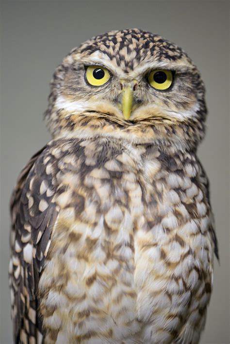Serious Owl A Burrowing Owl Looking Cute And Serious At Th Flickr