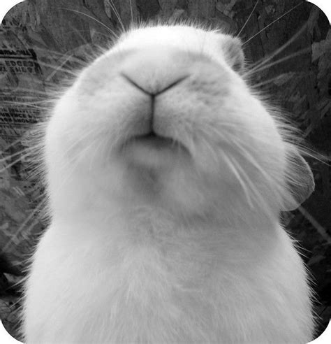 Giving U A Bunny Kiss Cute Animals Beautiful Rabbit Animal Quotes