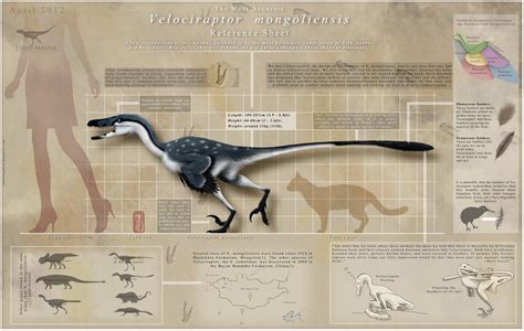 Velociraptor Mongoliensis Reference Guide Infographic