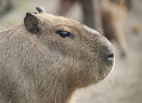 Close Up Portrait Of A Cute Capybara Hydrochoerus Hydrochaeris Stock