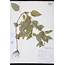 Herbarium Specimen Details  ISB Atlas Of Florida Plants