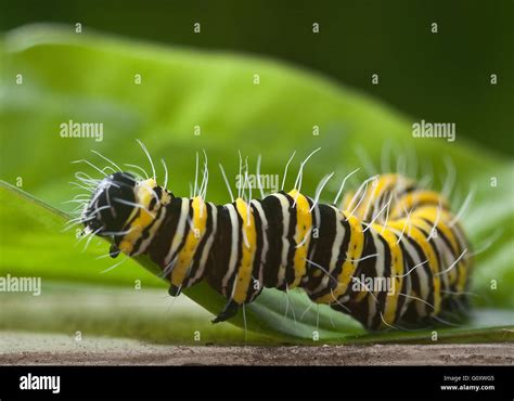 Eastern Black Swallowtail Butterfly Caterpillar Stock Photo Alamy