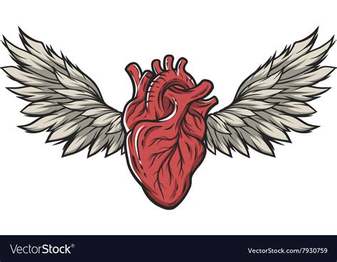 Anatomical Heart With Wings Royalty Free Vector Image