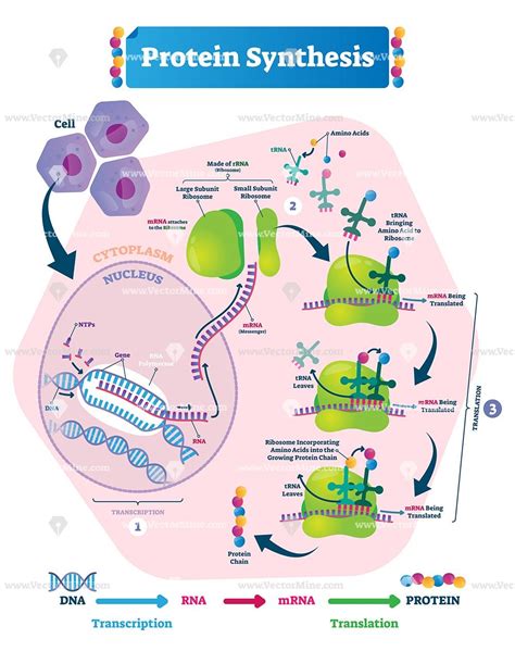 Protein Synthesis Biological Vector Illustration Scientific Diagram