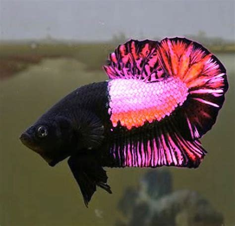 The Black Pink Plakat Betta Fish Betta Fish Betta Fish Tank Pet Fish