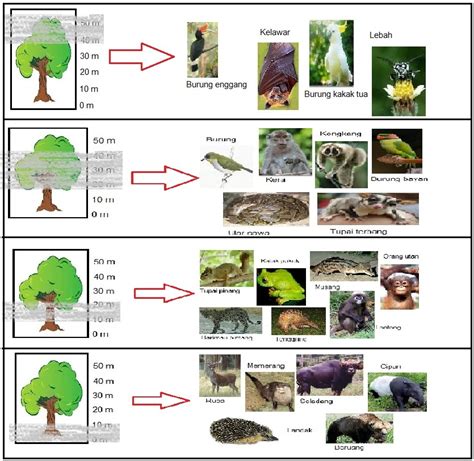 Perbandingan Antara Ekosistem Hutan Dan Ekosistem Padang Rumput Belajar