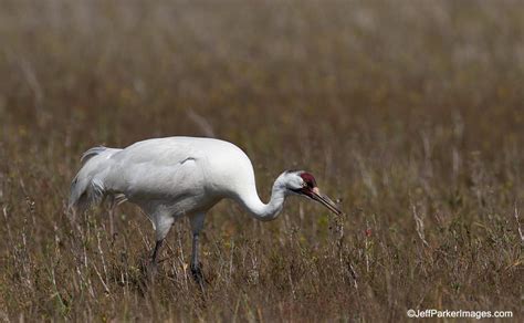 Whooping Crane Photo Tour Jeffs Blog For The Naturally Curious™