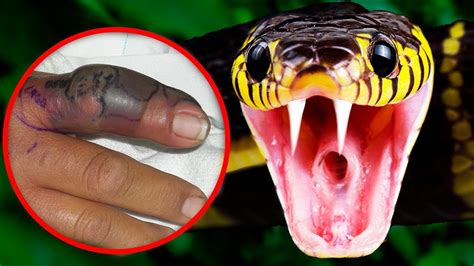 10 Most Venomous Snakes In The World Today Youtube