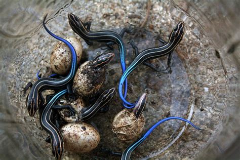 Baby Lizards Hatching Flickr Photo Sharing