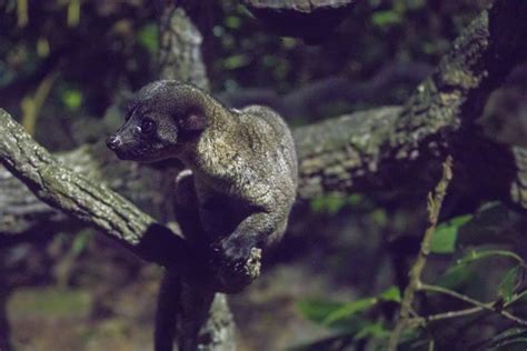 The Small Toothed Palm Civet Arctogalidia Trivirgata Zoochat