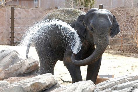 The Denver Zoo Adds New Exhibit: Toyota Elephant Passage