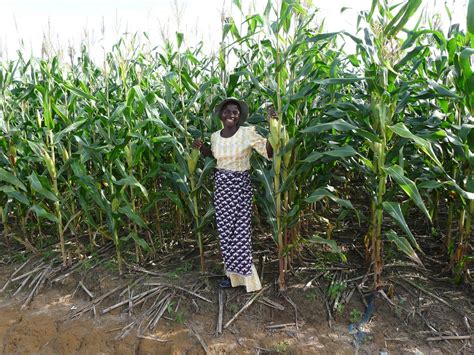 Farmer Leader In Conservation Agriculture Malawi Farmer G Flickr