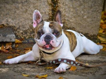 Find 611 french bulldogs puppies & dogs for sale uk at the uk's largest independent free classifieds site. Frenchton (French Bulldog Boston Terrier Mix) Info ...