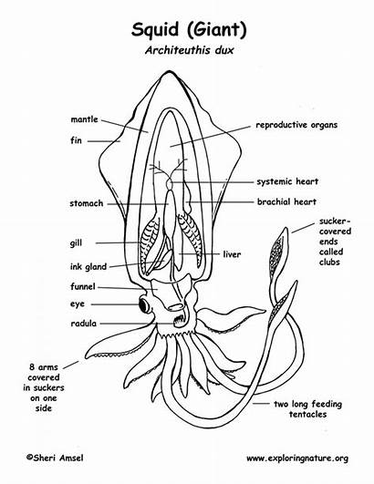 Squid Anatomy Coloring Drawing Eye Diagram Pdf