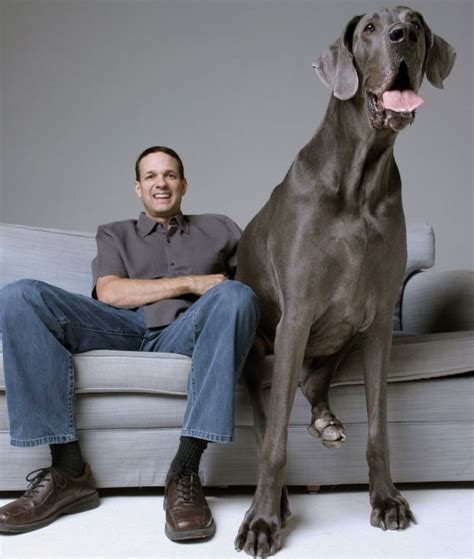 Zeus Worlds Tallest Dog Ever Guinness World Records Most