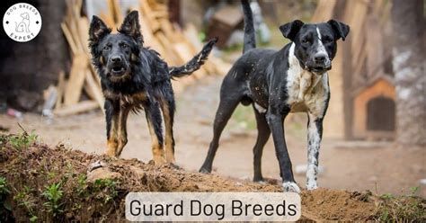 34 Fearless Guard Dog Breeds That Will Ensure Your Home Is A Fortress