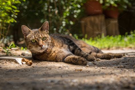 Alley Cat ~ Animal Photos ~ Creative Market