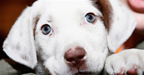 Study Dogs May Have Evolved Puppy Dog Eyes To Melt Hearts Of Humans
