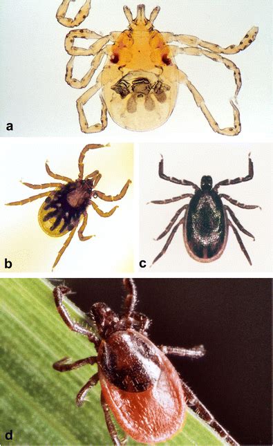 Light Micrographs Of Life Cycle Stages Of Ixodes Ricinus A Larva B