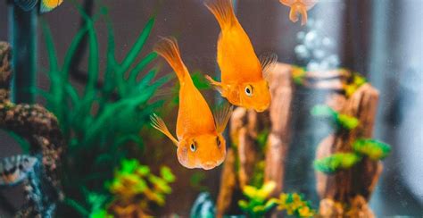 10 Jenis Ikan Hias Aquarium Percantik Dan Hidupkan Hunian