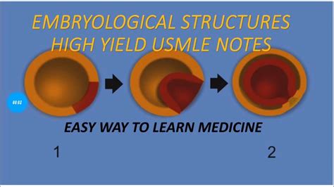 Embryological Structures High Yield Usmle Short Notes Youtube