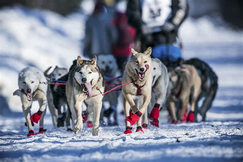 And Theyre Off Sled Dog Teams Dash Into Alaskas Iditarod Nbc News