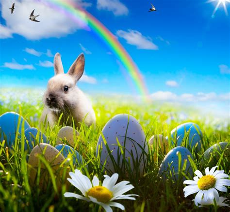 Easter Bunny Wallpapers 64 Images