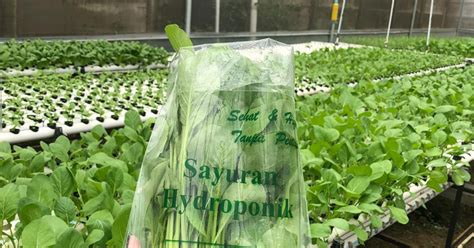 Bibit tanaman yang cocok untuk berkebun di rumah. Bisnis Muda - Yuk, Coba Berbisnis di Rumah Aja lewat ...