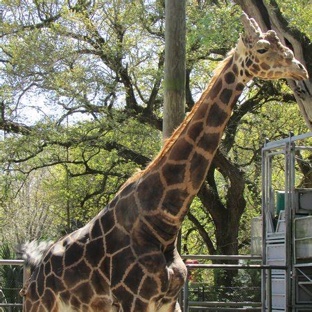 Saunter the famous riverbanks and watch the paddle wheelers ferry back and forth as in times gone by. Audubon Zoo (New Orleans) - All You Need to Know Before ...