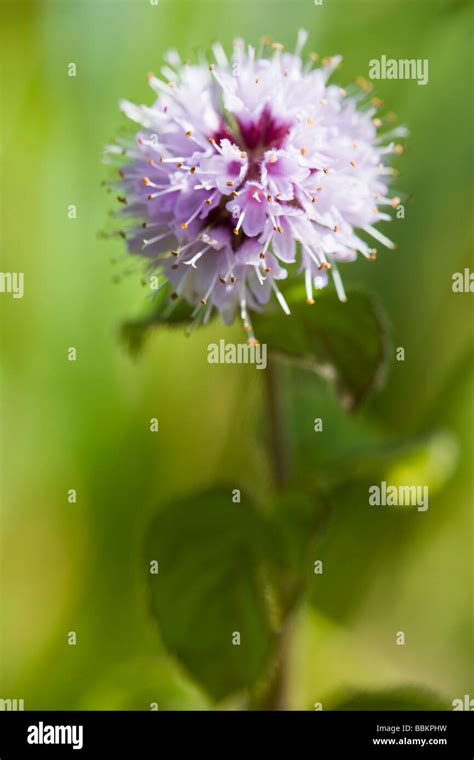 Water Mint Mentha Aquatica Flower Stock Photo Alamy