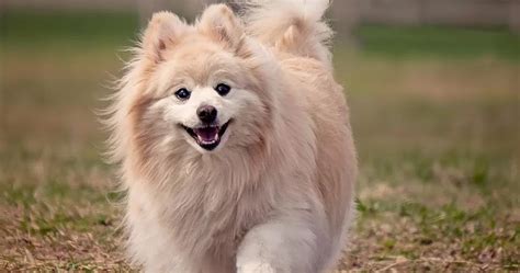 10 Most Beautiful Dog Breeds The Buzz Land