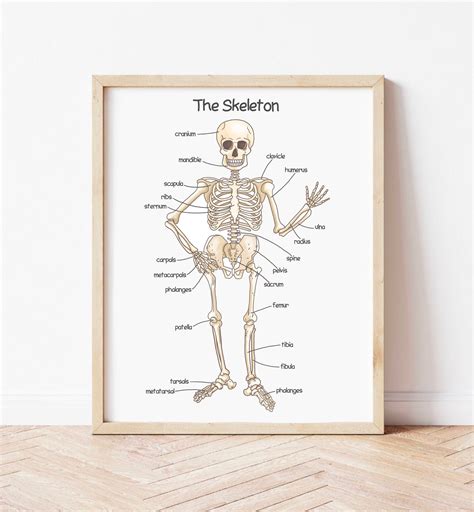 Human Skeleton Poster For Kids Human Bones Downloadable Prints Etsy