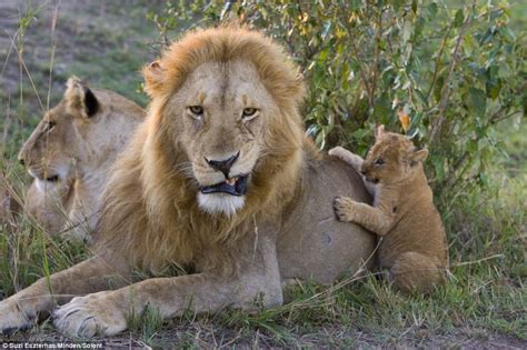 Lion Cub Meets His Dad For The First Time 5 Pics