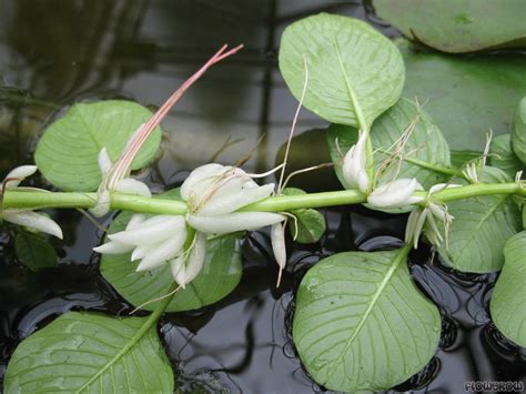 Ludwigia Helminthorrhiza Flowgrow Aquatic Plant Database