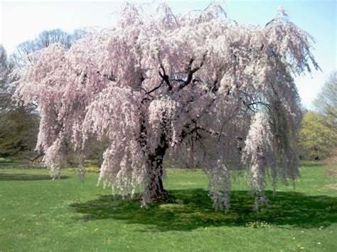 5 Knockout Blossom Trees For Spring Kilby Park Tree Farm