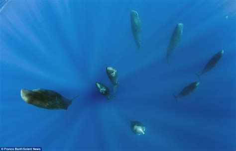 Franco Banfi Captures Sperm Whales Sleeping Vertically Daily Mail Online