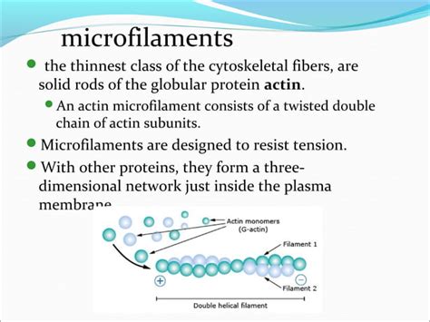 Microtubules And Microfilaments Ppt