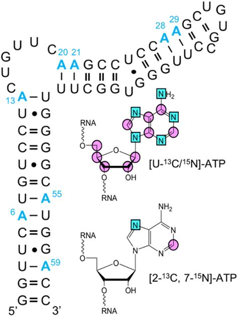 Selective and uniform RNA labeling Sequence of the 61 nt HBV ε RNA