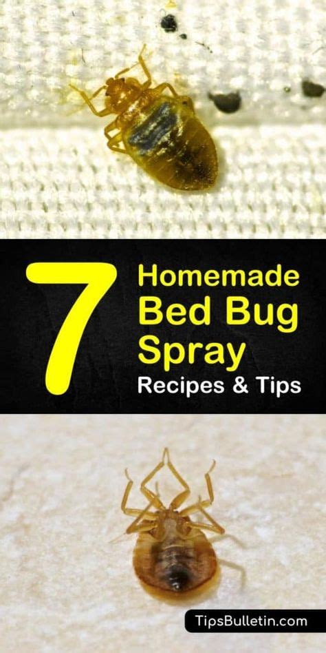 Getting Rid Of Bed Bugs 7 Homemade Bed Bug Spray Recipes And Tips