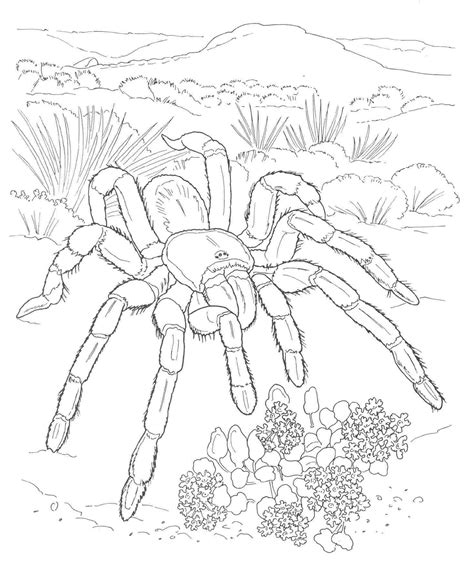 Sahara desert illustrations & vectors. Desert Habitat Coloring Pages at GetColorings.com | Free ...