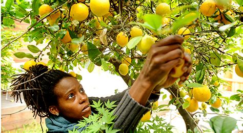 A tree's fruit increases in quality by one star per year of tree age after reaching maturity. Foraging for Fruit Gains Popularity - The New York Times