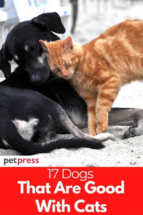 17 Dogs That Are Good With Cats And Get Along As Companions