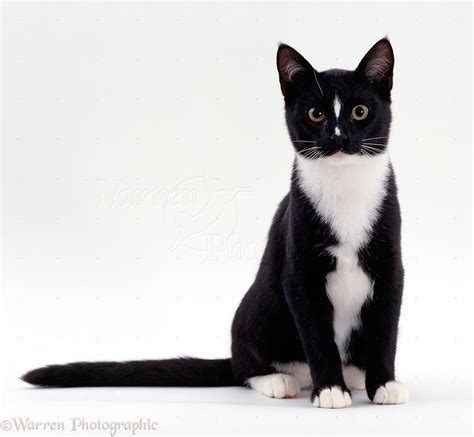 Black And White Cat Sitting Photo Wp15534