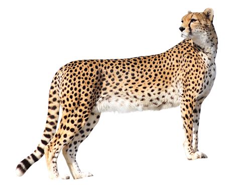 HQ Cheetah PNG Transparent Cheetah.PNG Images. | PlusPNG