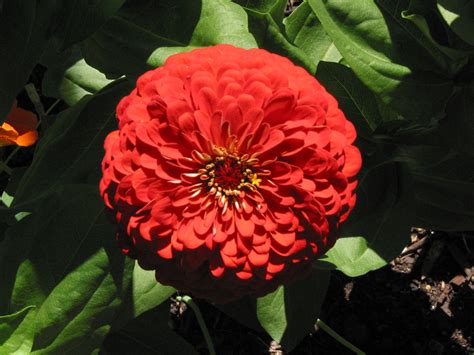 Zinnia Flower, FREE Stock Photo, Image: Red Zinnia Garden Flower Picture, Royalty-Free Flower 