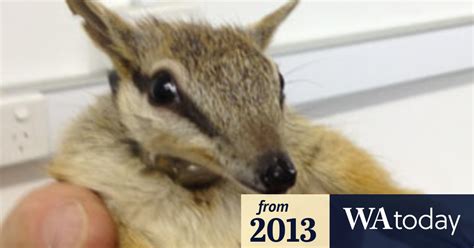 Perth Zoos Numbats Evade Squirts And Birds To Make It Alive In The Wild