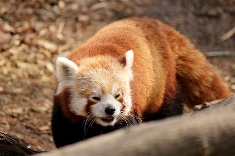Red Panda 1 Free Stock Photo Public Domain Pictures