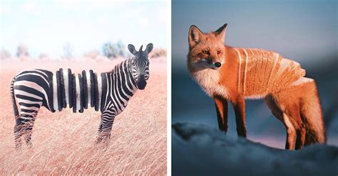 Surreal Photo Mash Ups Cleverly Merge Animals With Food Search By Muzli