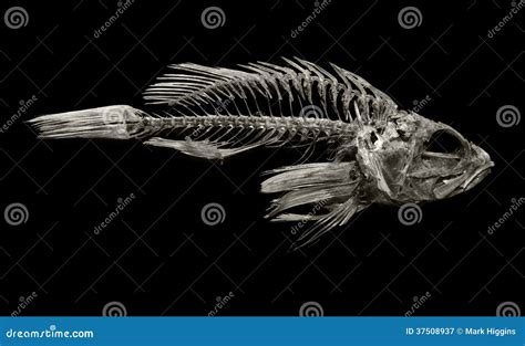 Devonian Fish Fossil Stock Image Image Of Mineral Evolution 37508937